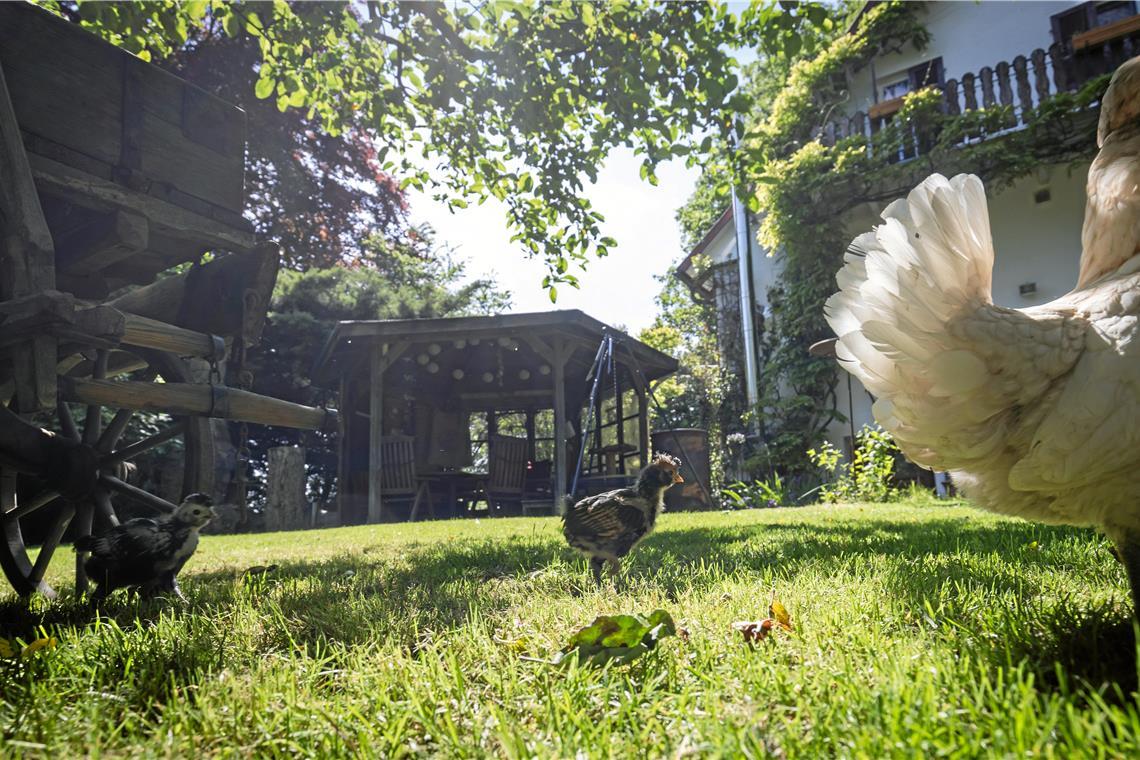 Im Garten von Familie Schopf in Waldrems sind auch Zwergpaduaner zu Hause.