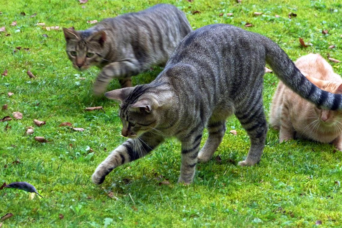 Im Garten von Ralph Krüger versammelt sich regelmäßig eine ganze Katzenbande, di...