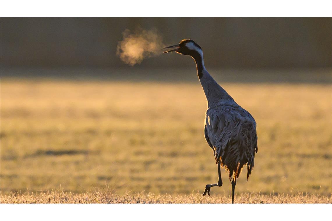 Im Gegenlicht der Morgensonne ist bei Kälte der Atem eines Kranichs (Grus grus) auf einem Feld im Oderbruch zu sehen.