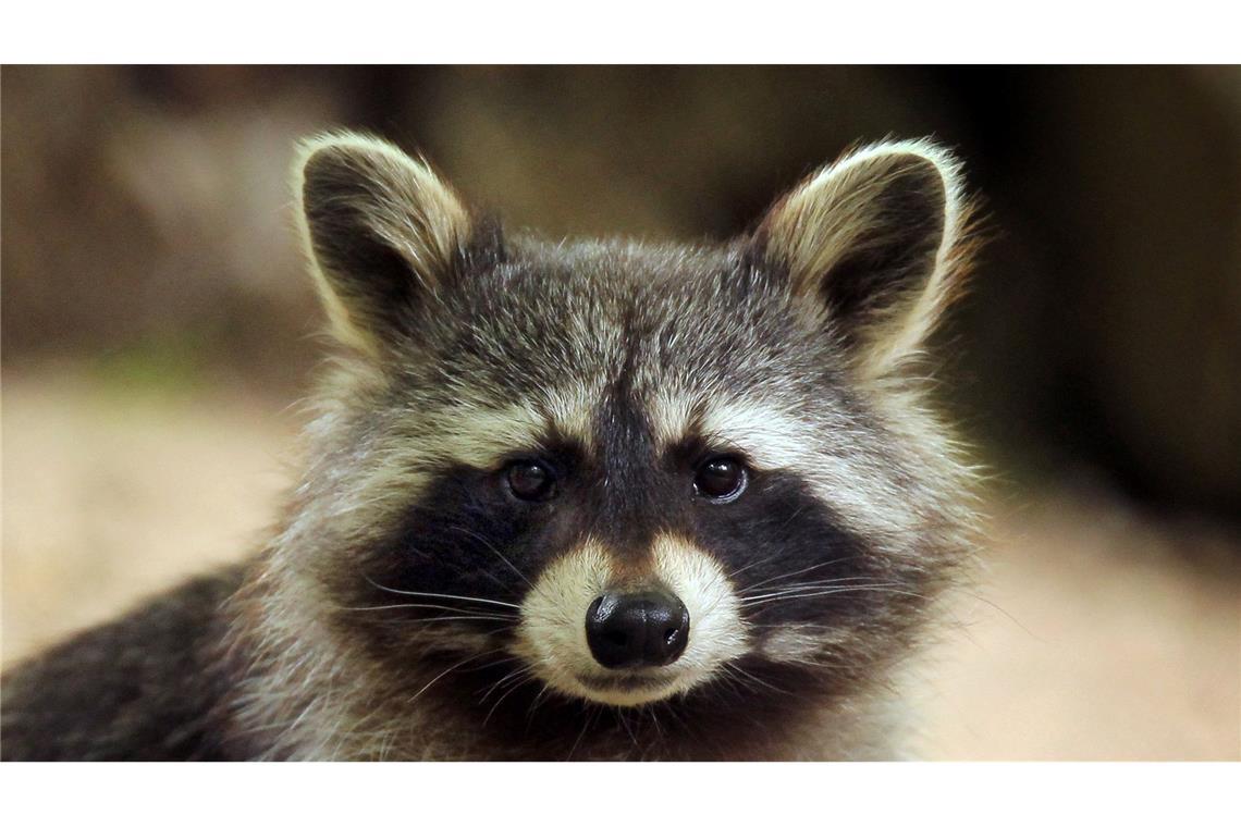 Im Landkreis Altenkirchen hat ein Waschbär so viel Chaos in einem Haus angerichtet, dass die Polizei anrückte. (Symbolbild)