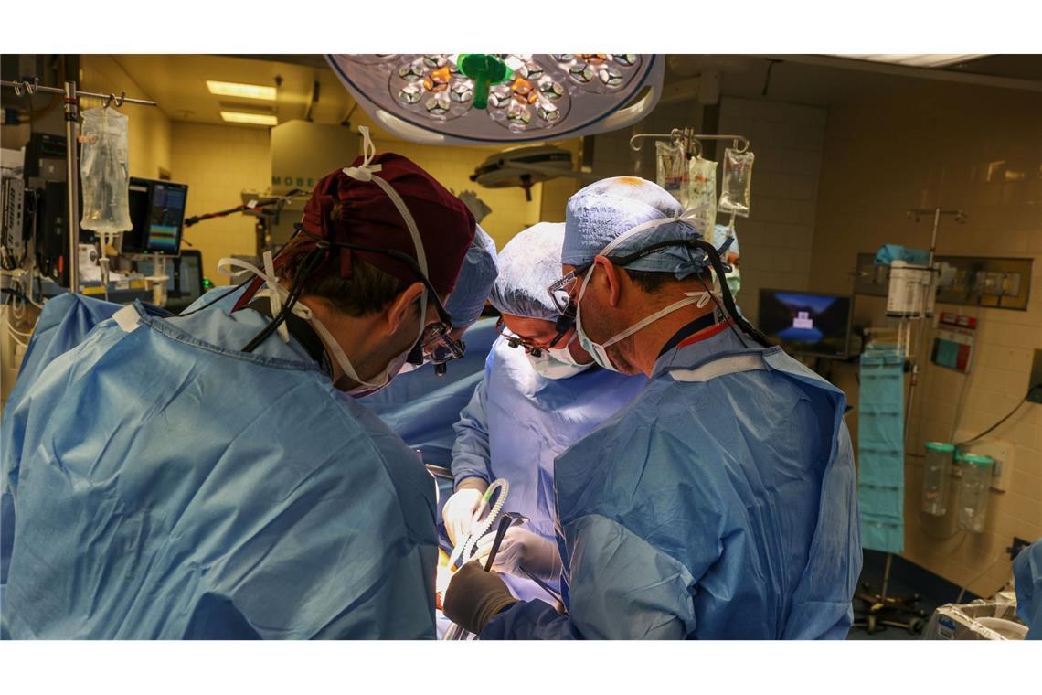 Im Massachusetts General Hospital haben Ärzte einem Patienten eine Schweineniere transplantiert.