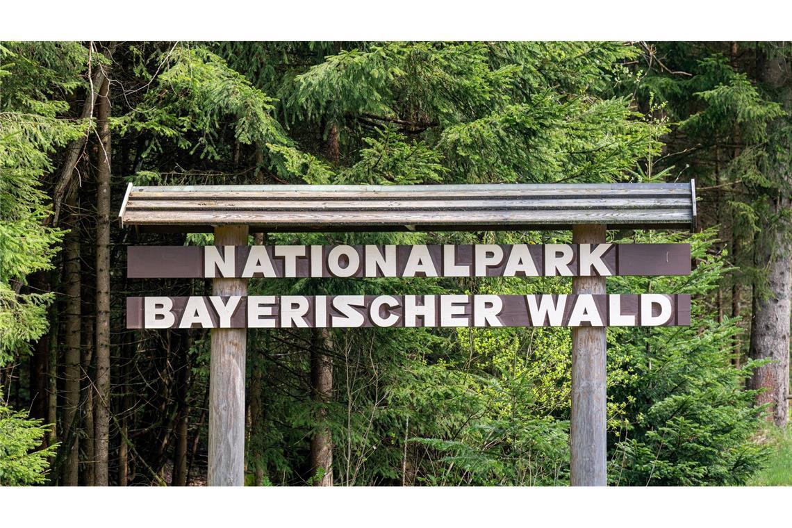 Im Nationalpark Bayerischer Wald werden Bäume mit Pilzen geimpft.