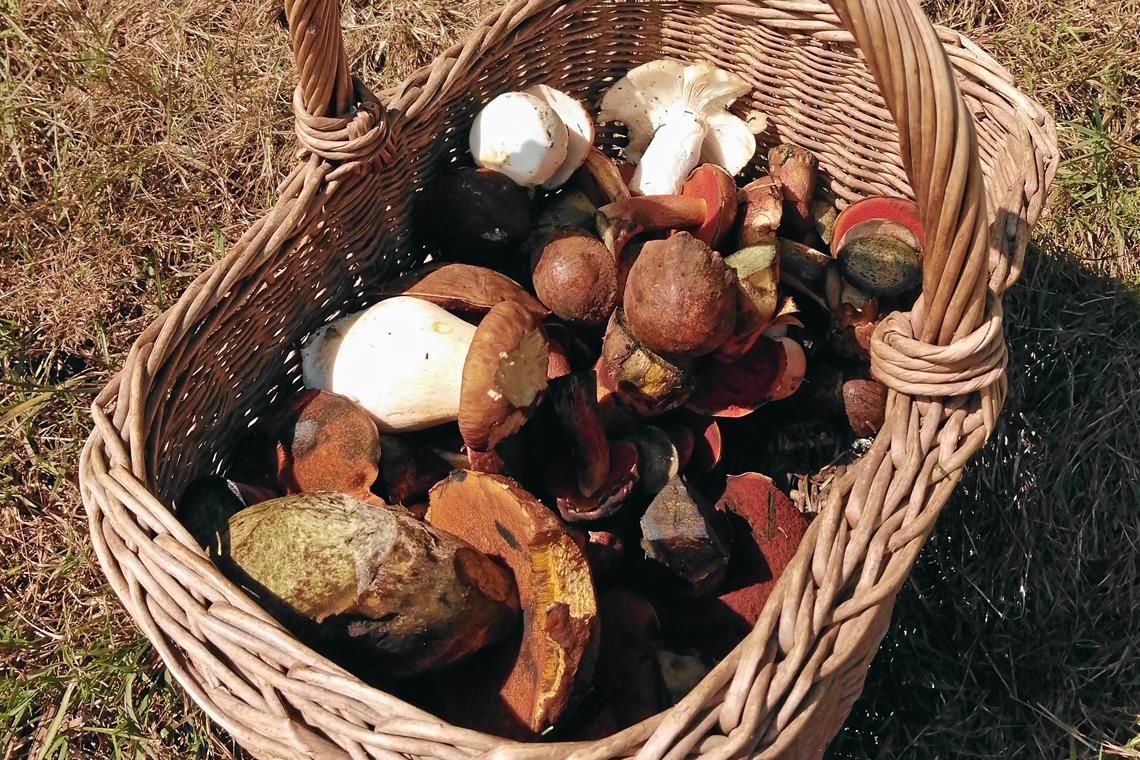 Im Naturpark kann die Suche sehr ergiebig sein. Im Korb von Beate Siegel sind Steinpilze, Flockenstielige Hexenröhrlinge, Täublinge und Maronenröhrlinge zu sehen.