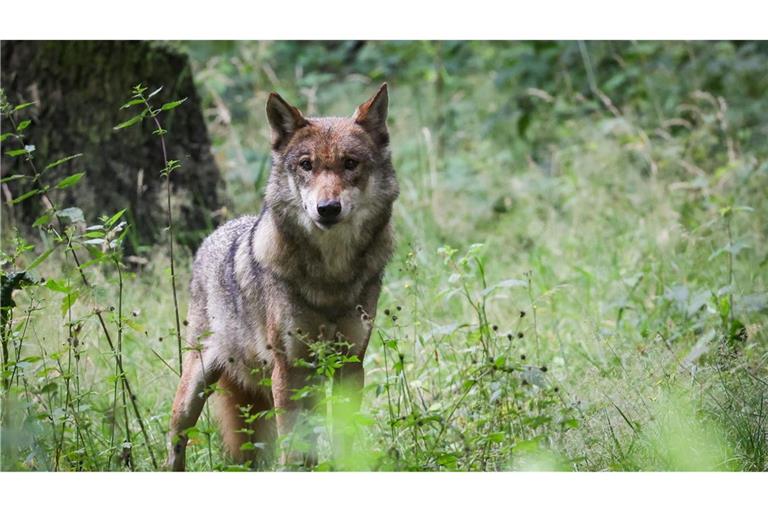 Im Nordschwarzwald seien zwei weitere sesshafte Einzeltiere nachgewiesen worden. (Symbolbild)