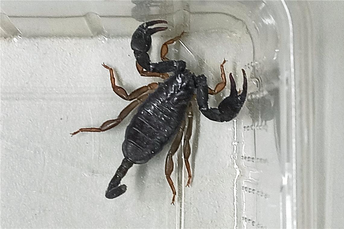 Im November entdeckte ein Mann einen Skorpion in seinem Wohnzimmer. Foto: Polizei