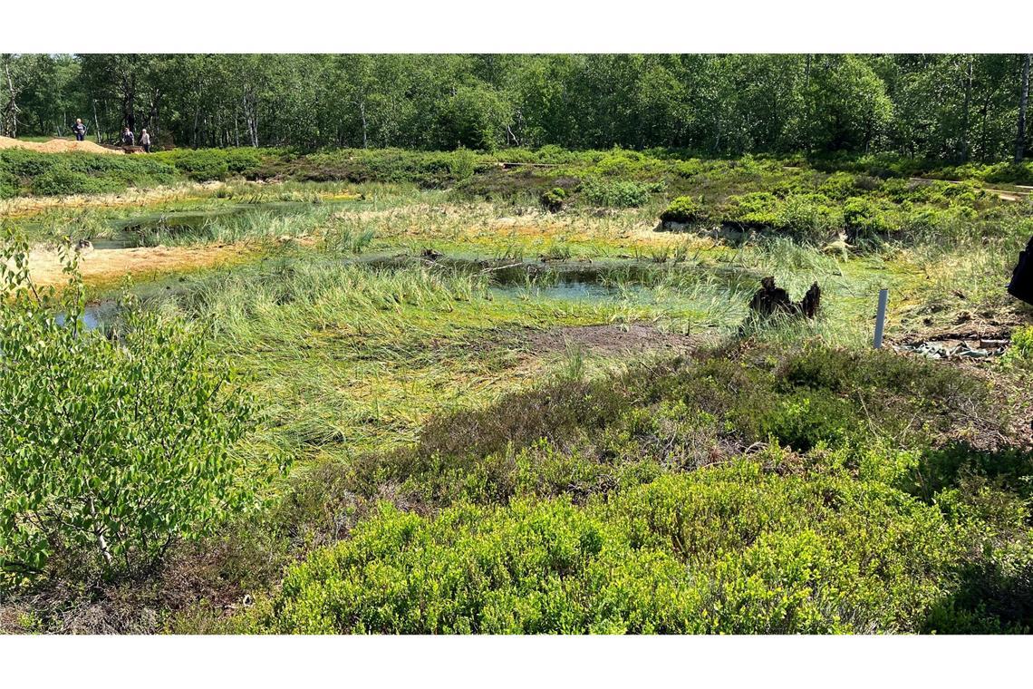 Im Roten Moor ist 2023 ein Projekt zur Wiedervernässung und Renaturierung angelaufen (Archivbild).