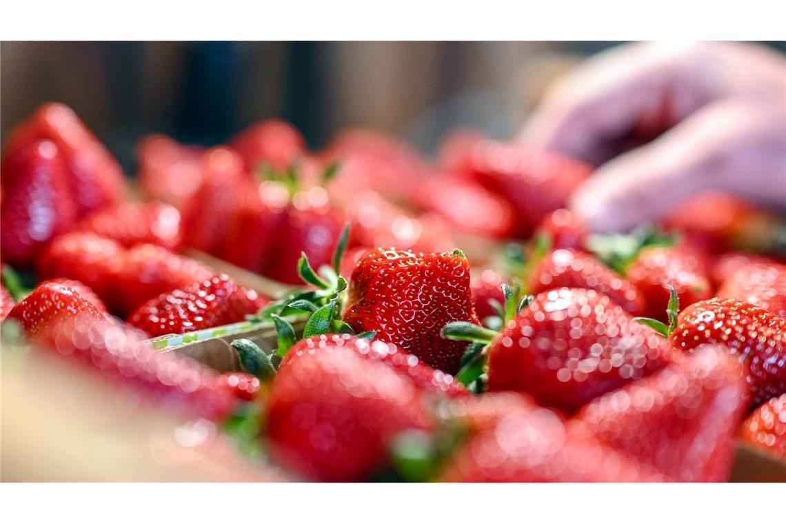 Im Schnitt sei die Erdbeersaison gut verlaufen, heißt es vom Verband Süddeutscher Spargel- und Erdbeeranbauer.