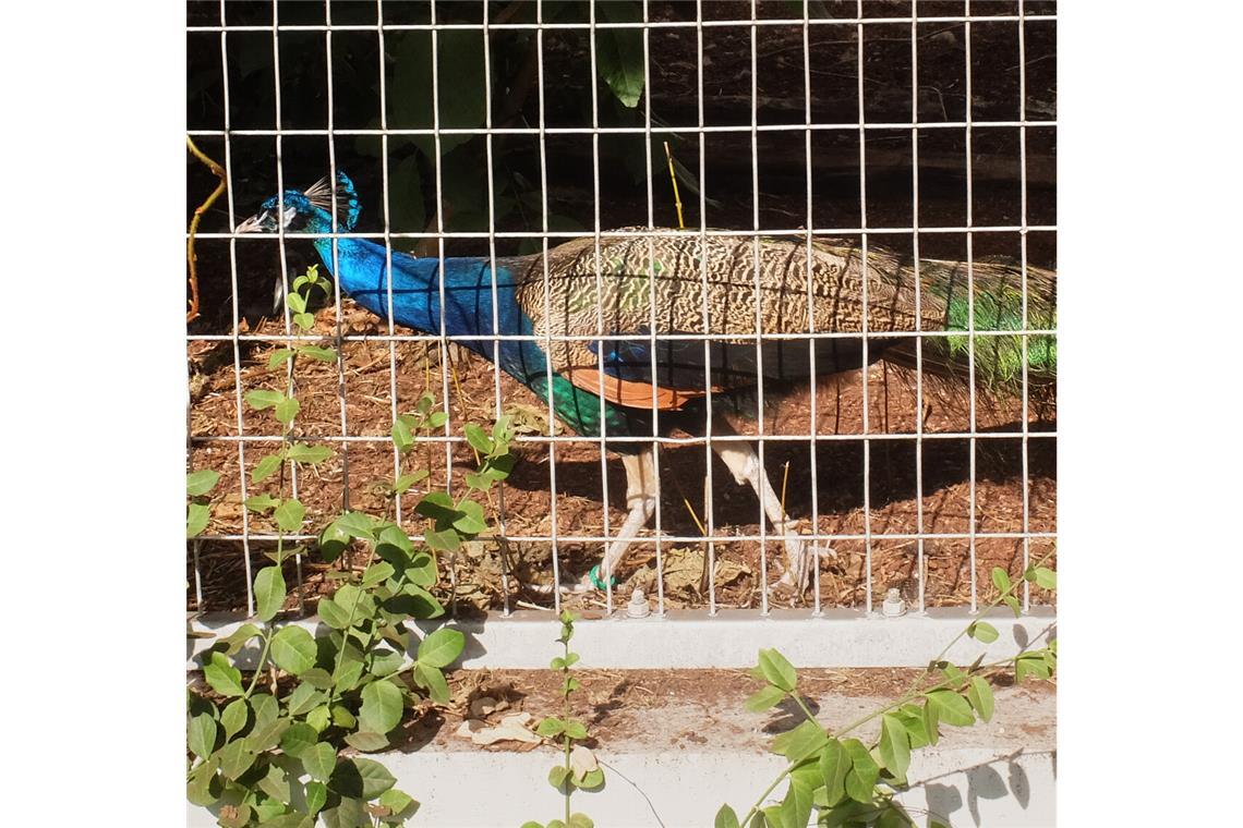 Im Schwingaffenhaus der Wilhelma sind vorübergehend Pfauen – zur Eingewöhnung in den Zoo – zu finden.