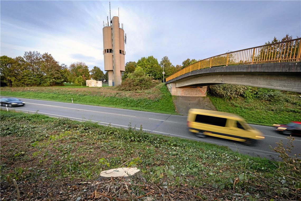 Im Vorbeifahren fallen viele Baumstümpfe auf. Foto: Alexander Becher