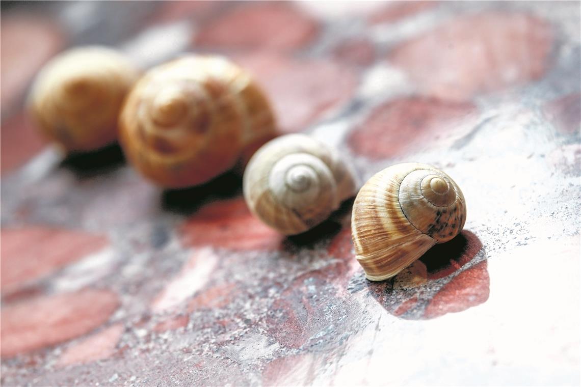 Im Schneckentempo auf der Überholspur Im Vordergrund liegt ein „Schneckenkönig“: Das Gehäuse verläuft in die spiegelbildliche, nicht arttypische Richtung (siehe dahinter liegende Schneckengehäuse).