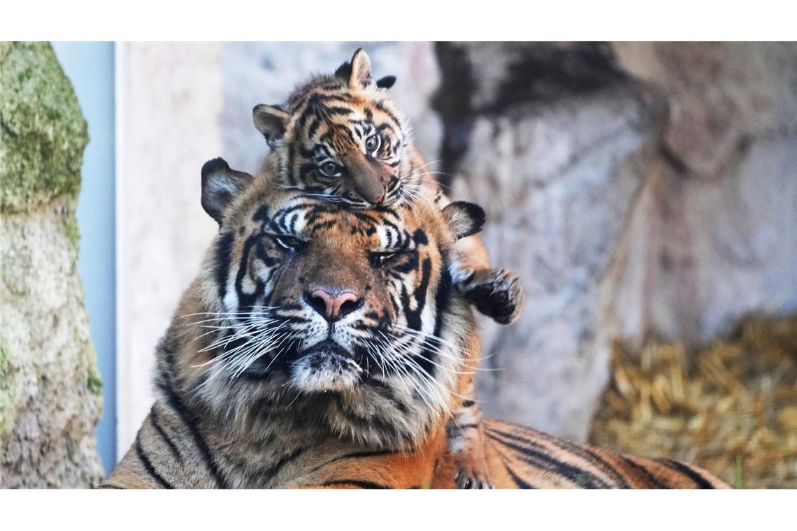 Immer an der Seite des Papas: Sumatra-Tigerbaby Kala macht zusammen mit ihrem Vater Kasih die ersten Schritte im Außenbereich des Zoos in Rom - natürlich nicht ohne die einer oder andere Kuscheleinheit.