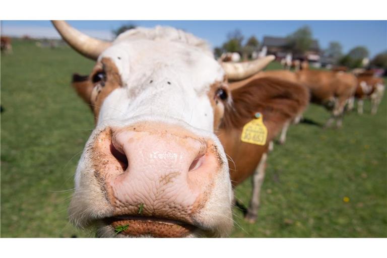 Immer mehr Höfe setzen auf ökologische Tierhaltung.