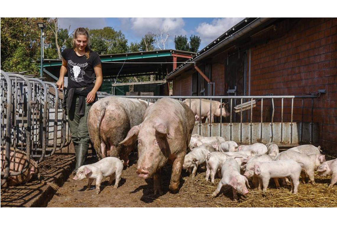 Immer weniger Bauern züchten Schweine.