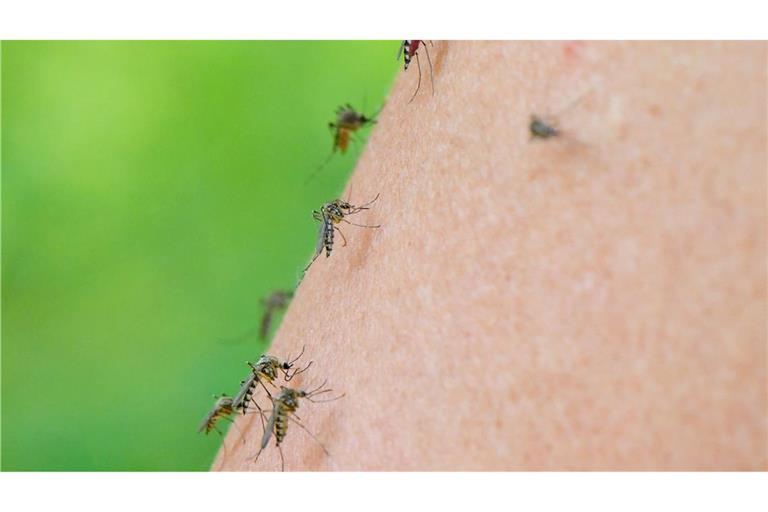 Immer wieder heißt es, Stechmücken würden süßes Blut mögen - stimmt das?