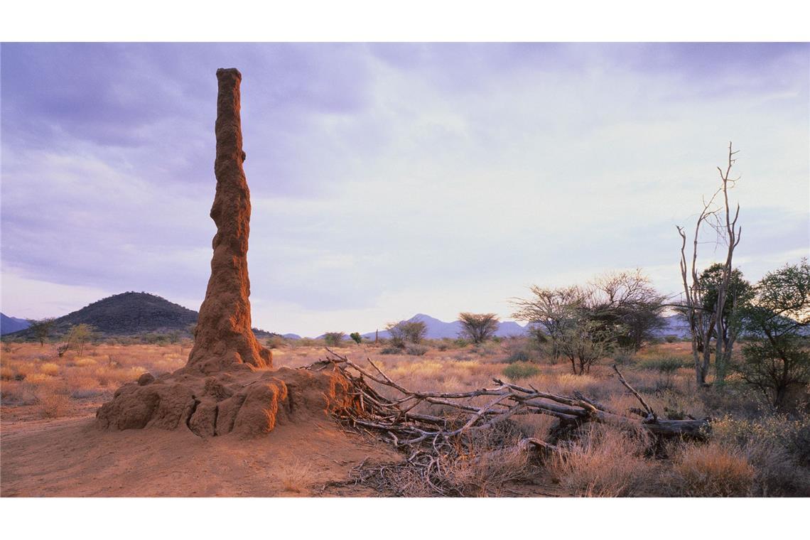 Imposanter Termitenbau in einer Savannenlandschaft in Kenia.