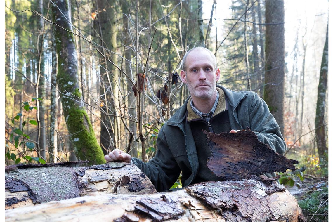 In allen Jahren nach den Orkanen musste gezwungenermaßen viel Holz geerntet werden. Dabei kam es laut Gemeindeförster Axel Kalmbach vor, dass beim Käferholz im Extremfall die Erntekosten höher waren als der Erlös. Ein Horror für jeden Waldbesitzer.Archivfoto: Jörg Fiedler