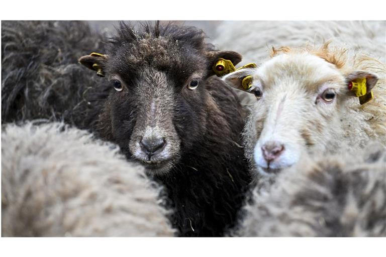 In  Anatolien stammen die ersten häuslich gehaltenen Schafe von Mufflons ab, die im Westlichen bis Mittleren Taurus beheimatet waren