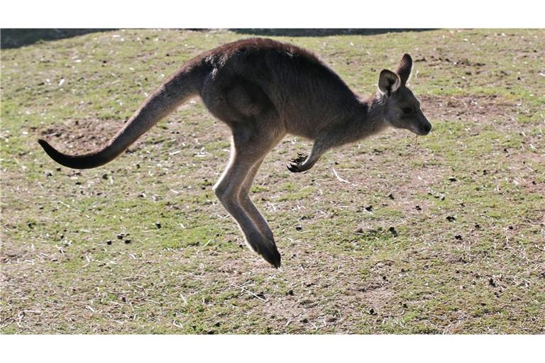 In Australien vergeben die Behörden Lizenzen zum Töten von Kängurus. (Archivbild)