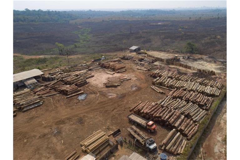 In Brasilien geht die Abholzung im Amazonasgebiet bisher in großem Maßstab weiter. Foto: Andre Penner/AP/dpa