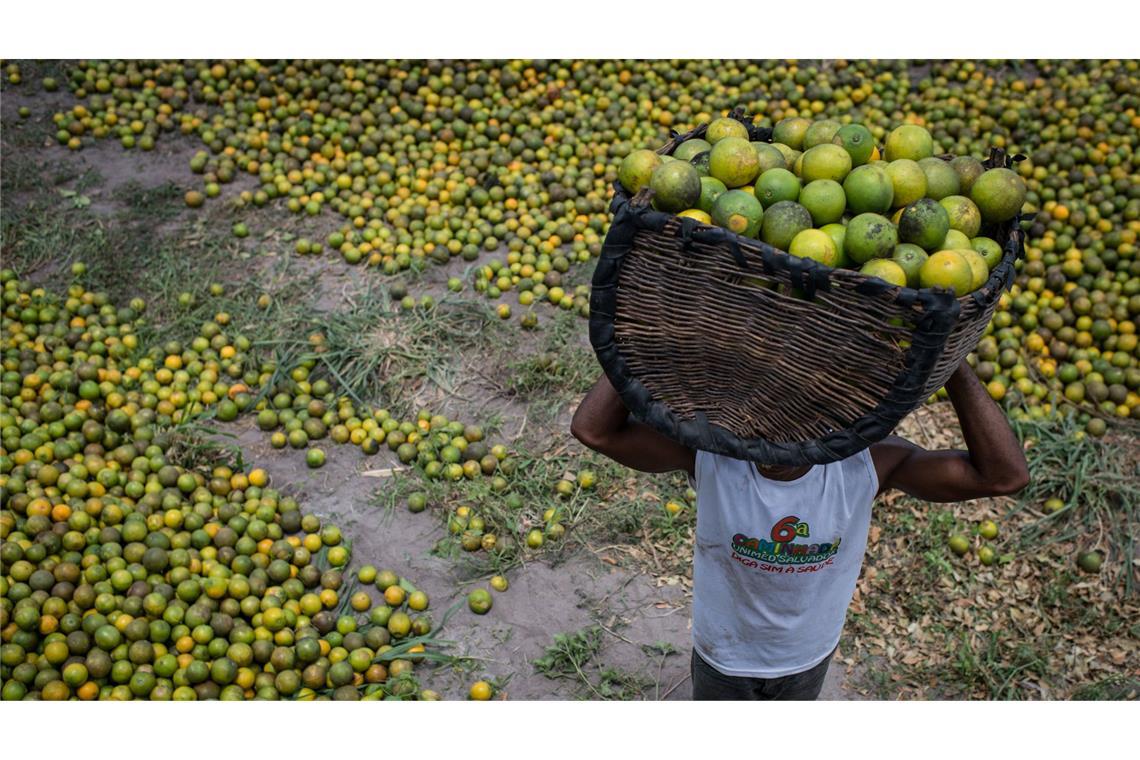 In Brasilien werden auch wegen der Zitrusbaumkrankheit immer weniger Orangen geerntet – das treibt  die Preise und verteuert auch den Saft.