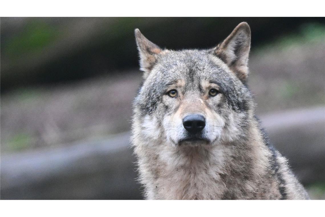 In Bühlertal soll ein Wolf Schafe gerissen haben. (Symbolbild)