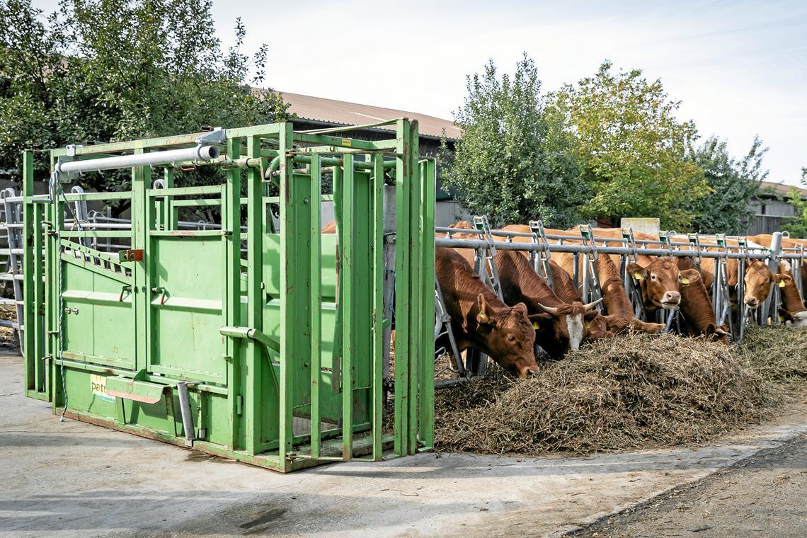 In dem Fangstand direkt neben dem Auslauf werden die Tiere geschossen.