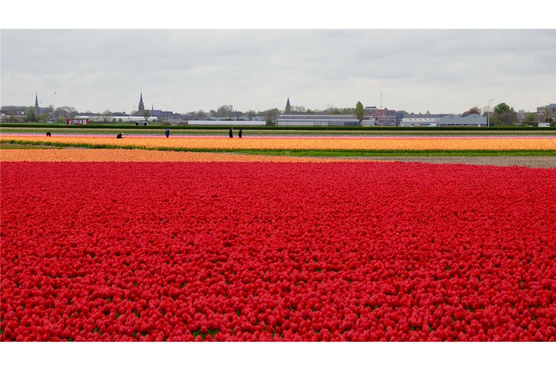 In den Niederlanden sind viele Felder mit Tulpenzwiebeln bepflanzt. (Archivbild)