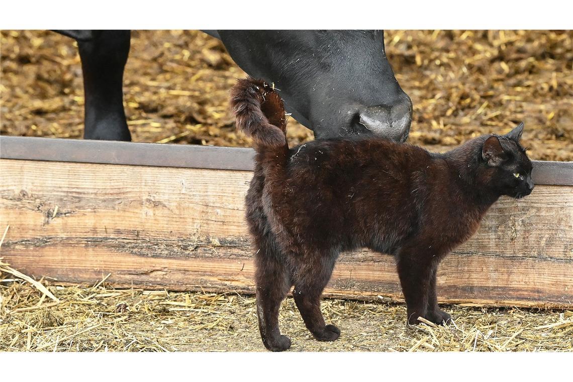 In den USA grassiert bei Milchkühen die Vogelgrippe - nun wurden die Viren bei Katzen in Farmen nachgewiesen. (Symbolbild)