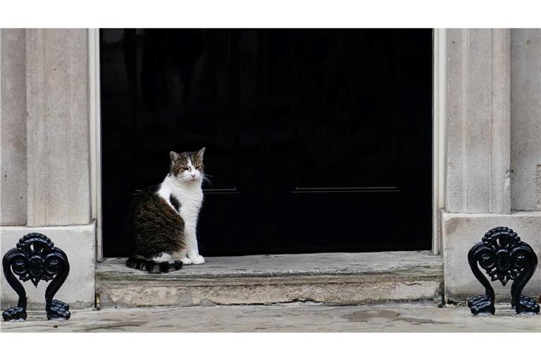 In der Downing Street gibt es schon tierische Bewohner, darunter Kater Larry.