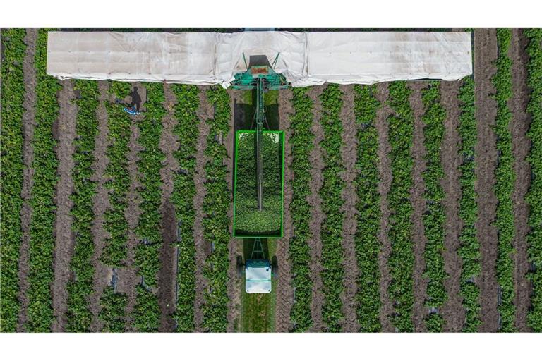 In der Erntezeit fährt er über die Felder: Der Gurkenflieger.