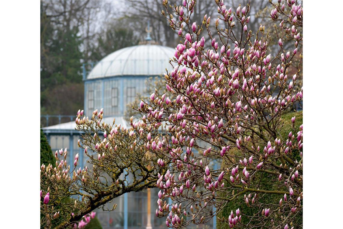 In der Wilhelma hat die Magnolienblüte ­begonnen.