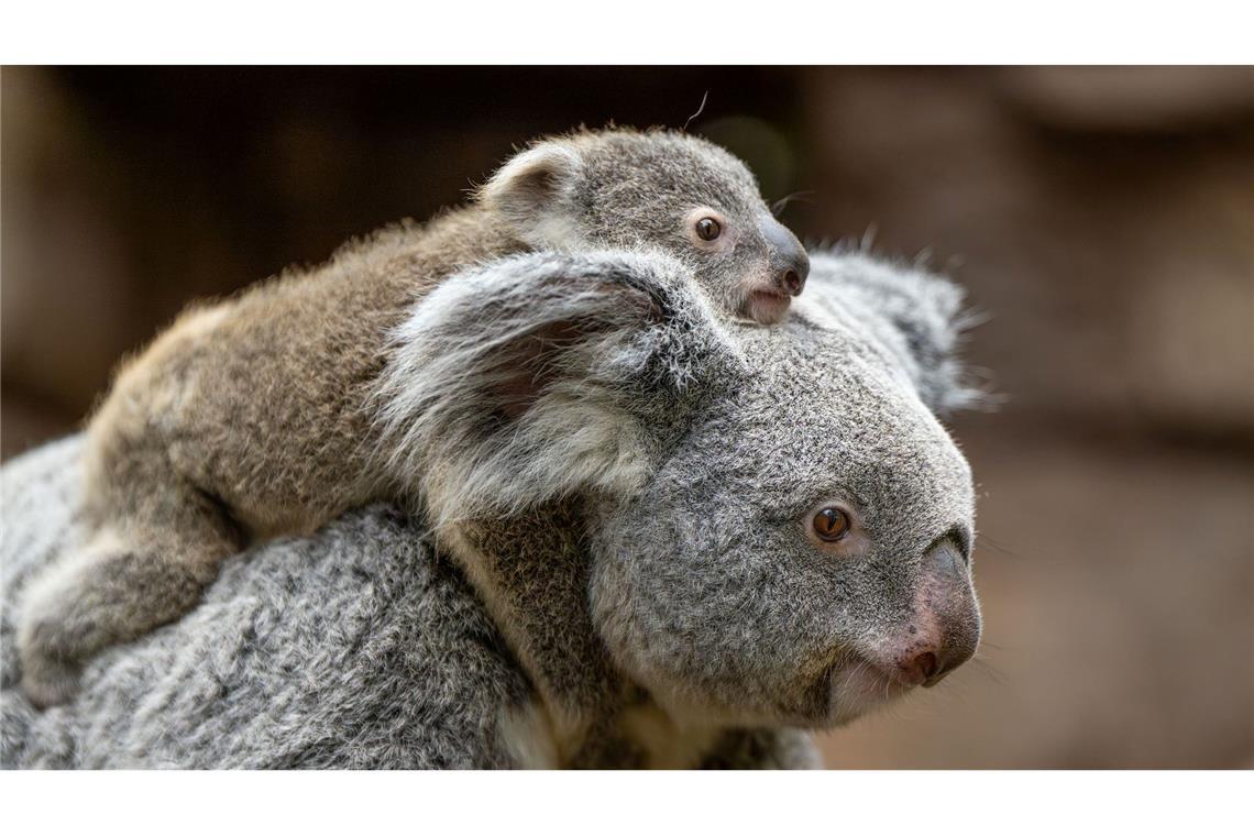 In der Wilhelma sind im vergangenen Jahr zwei Koala-Babys geboren worden. Nun stehen die Geschlechter der beiden fest. Hier trägt Koala-Weibchen Auburn ihr weibliches Jungtier durchs Gehege. (Foto-Handout)