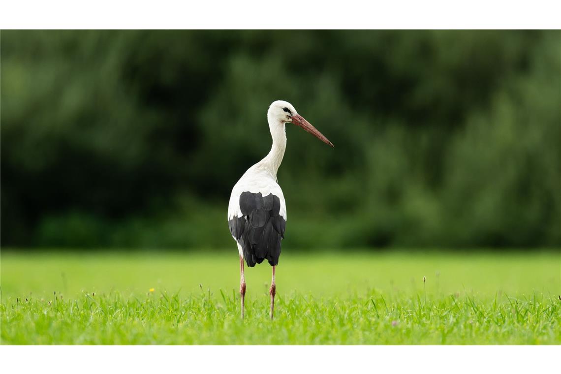 In einem Tier- und Vogelpark in Forst gibt es laut einem Sprecher des Landratsamts Karlsruhe zwei Verdachtsfälle.  (Symbolbild)