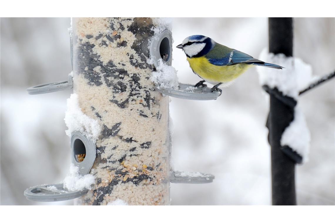 In gut konstruierten Futterhäuschen ist die Nahrung besser vor Vogelkot, Wind und Regen geschützt als in anderen. (Archivbild)