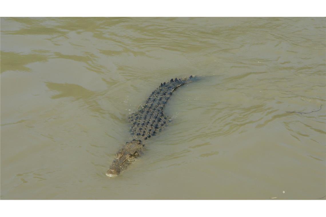 In Indonesien hat ein Krokodil eine Frau getötet. (Symbolbild)