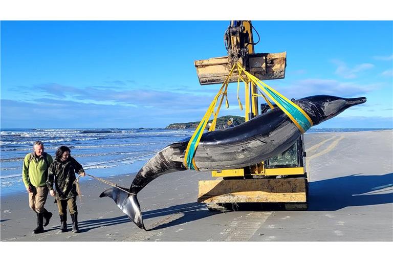 In Neuseeland wurde ein Exemplar der seltensten Walart der Welt an einen Strand gespült.