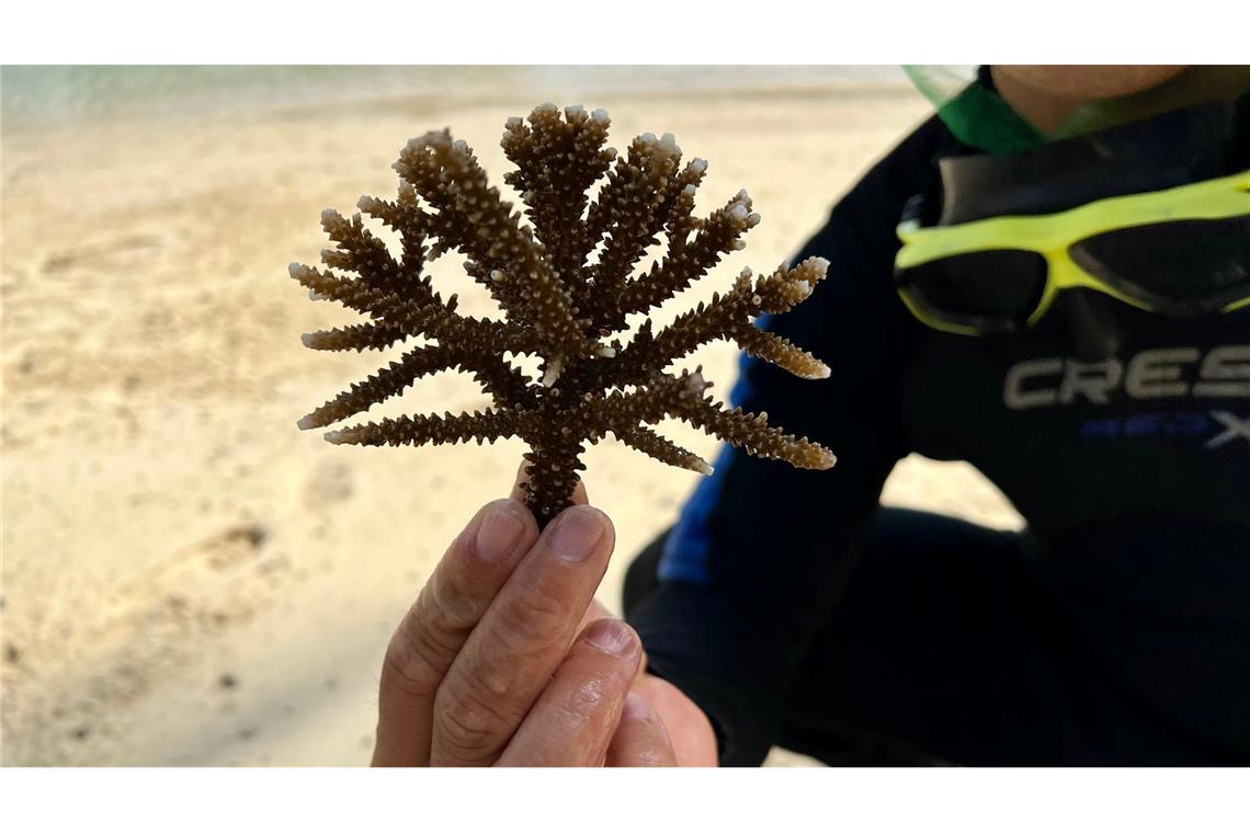 In Nha Trang werden vor allem Korallen des Typs Acropora Muricata (Kleinpolypige Steinkoralle) gepflanzt.