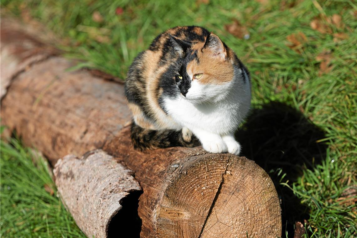 In Spiegelberg dürfen künftig nur noch kastrierte Katzen frei herumlaufen.Symbolfoto: Jörg Fiedler