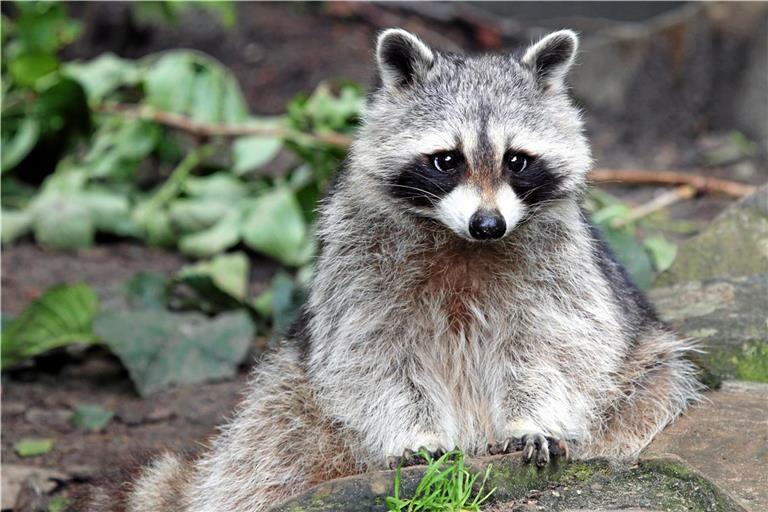 In städtischen Gebieten breiten sich Waschbären zunehmend aus. Foto: Adobe/E. Butter