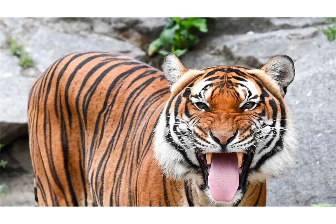 In Vietnam sind mindestens 47 Tiger verendet. (Symbolbild)