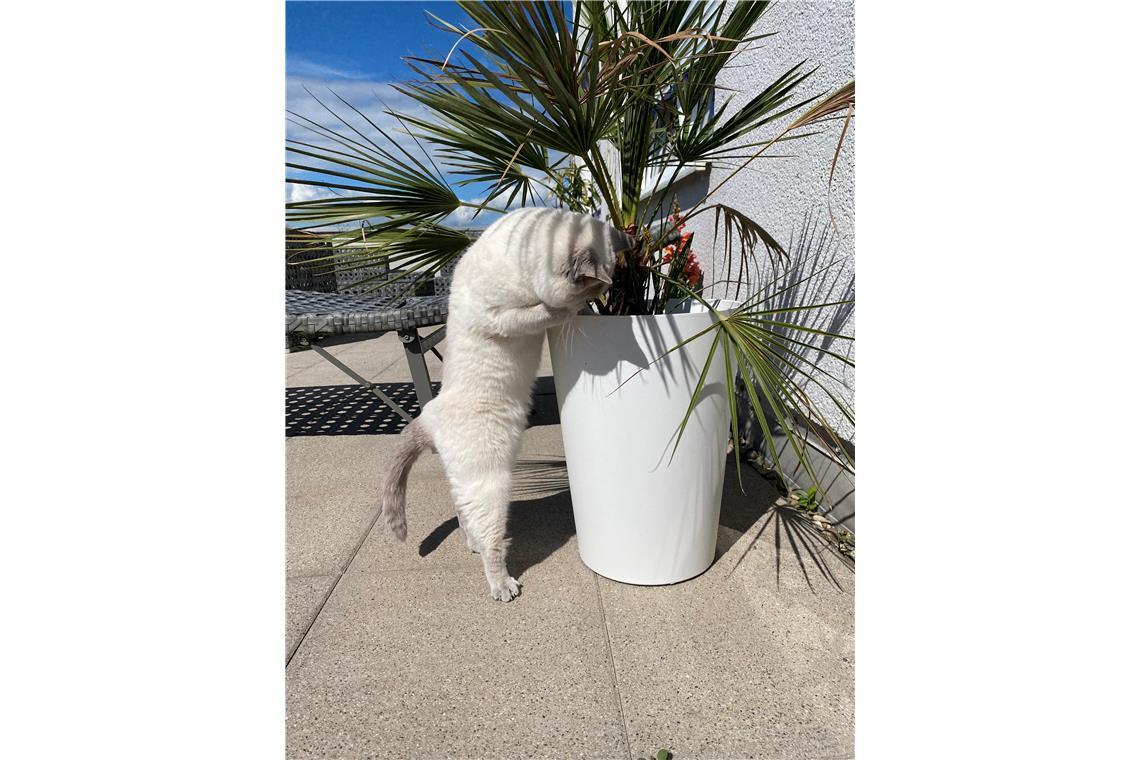 Inaya ist zwar eine Hauskatze, darf aber im Sommer alleine auf die Terrasse und ...