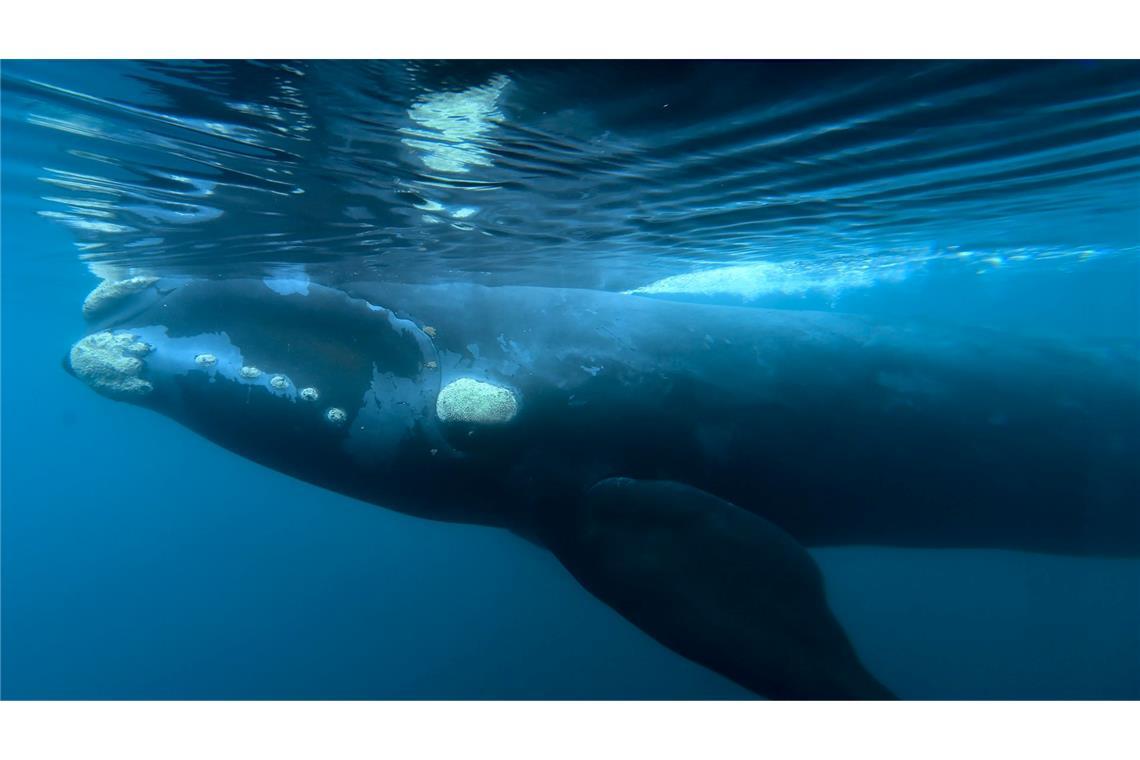 Indigene Völker im Südpazifik haben eine besondere Verbindung zu Walen.