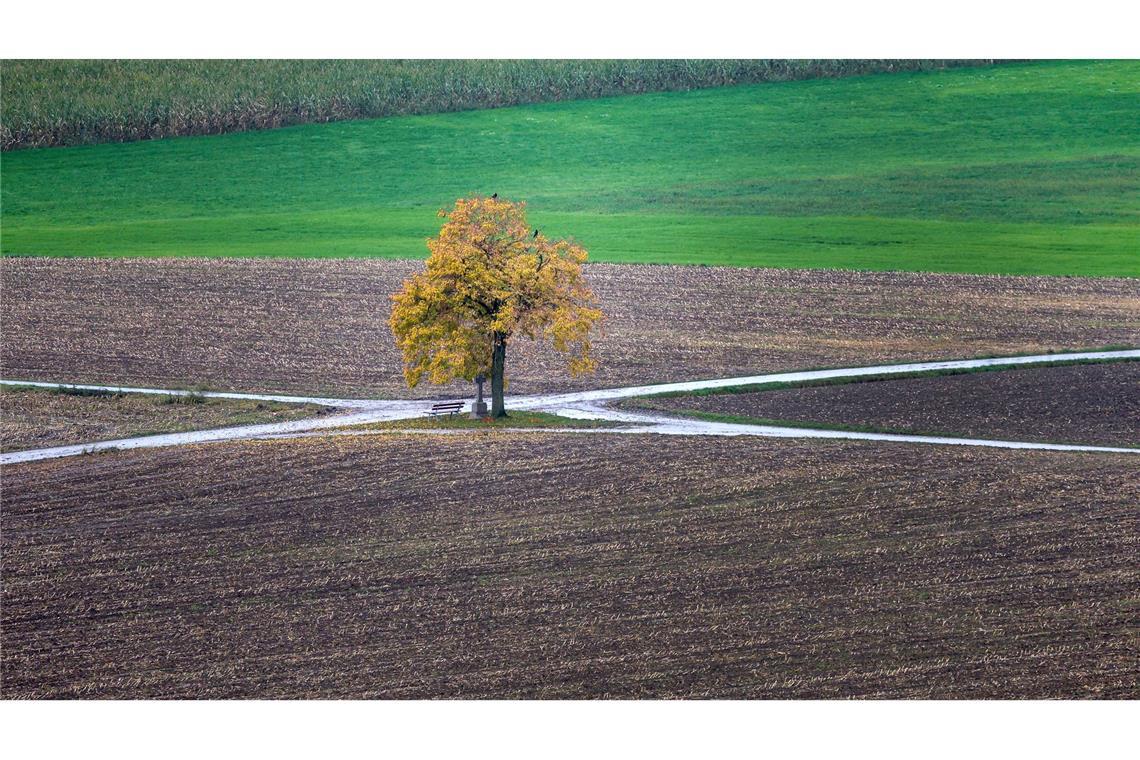 Inmitten von Feldern: Ein herbstlich verfärbter Baum an einer Wegkreuzung