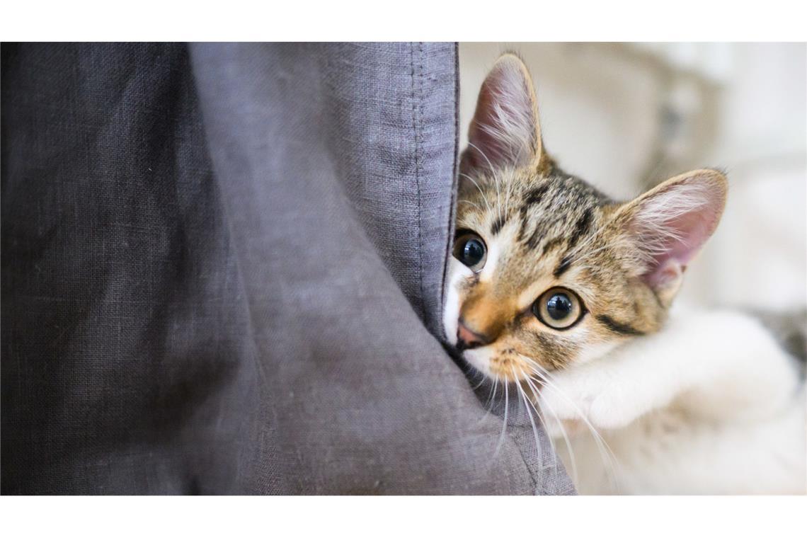 Insgesamt wurden der Polizei 14 Fälle von vermissten Katzen angezeigt. (Symbolbild)