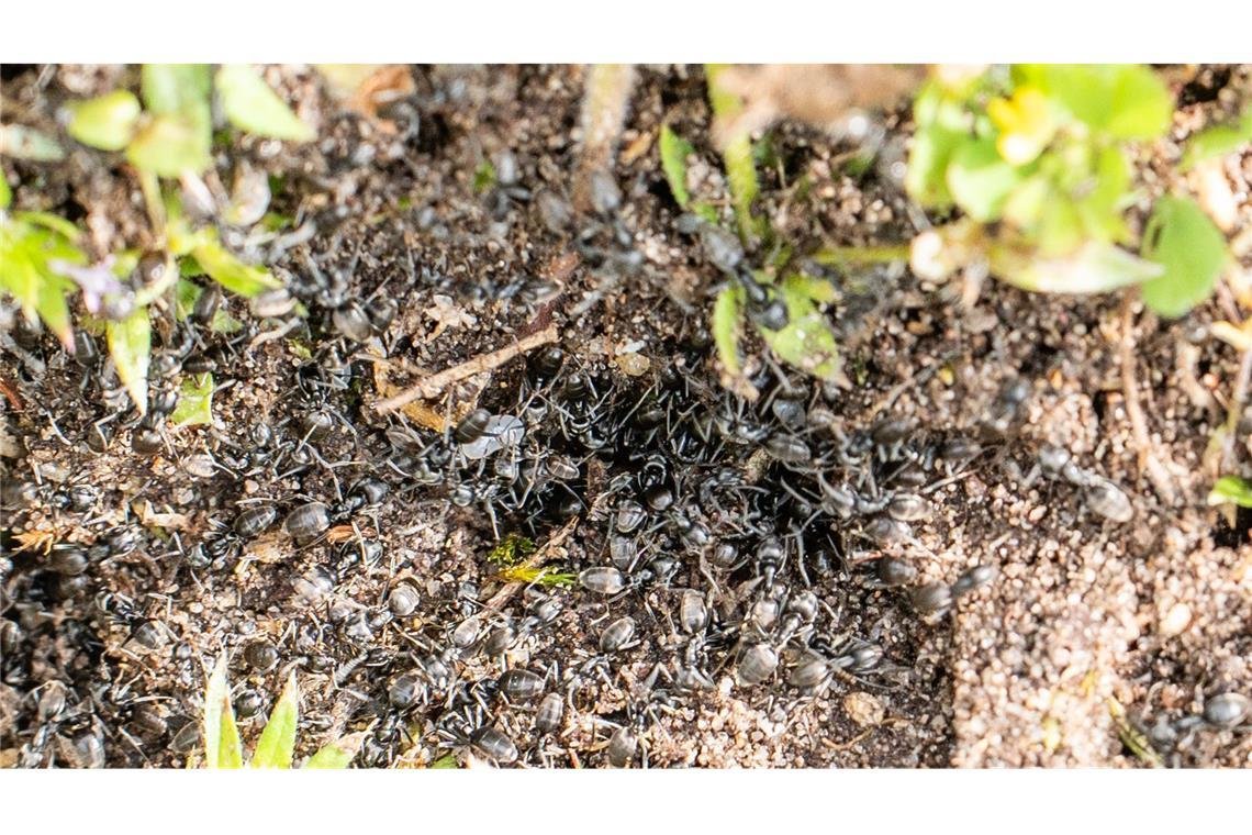 Invasive Ameisen der Art Tapinoma magnum sind auf einer Fläche in der badischen Stadt Kehl zu sehen.