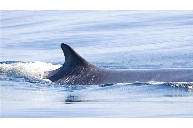Japan dehnt seinen  Walfang nun auch auf Finnwale, die zweitgrößten Meeressäuger der Welt, aus. (Archivbild)