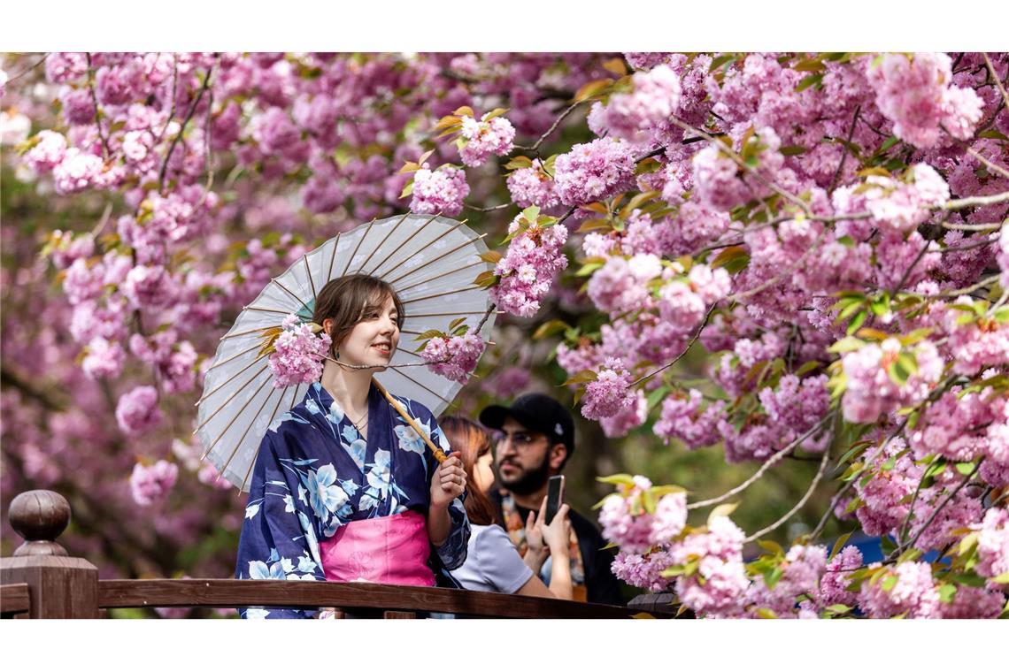 Japanischer Frühling in aller Welt: Eine Frau im Sommer-Kimono Yukata riecht an Kirschblüten im Japanischen Garten in Bad Langensalza. Mehr als 2000 Besucher feierten das japanische Kirschblütenfest "Hanami" in Thüringen.