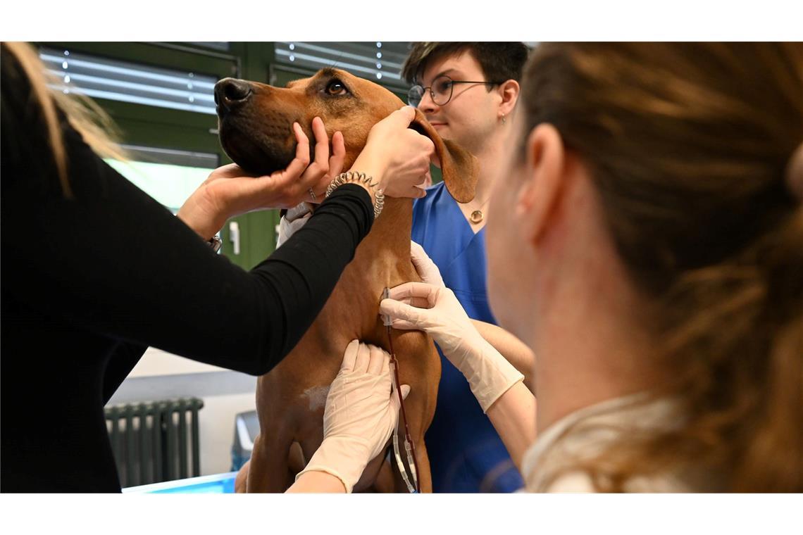 Je größer der Hund, desto mehr Blut kann man abnehmen. Sami spendet um die 300 Milliliter.