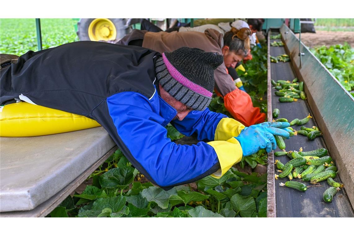 Jede einzelne Einlegegurke wird von den Erntehelfern per Hand gepflückt.