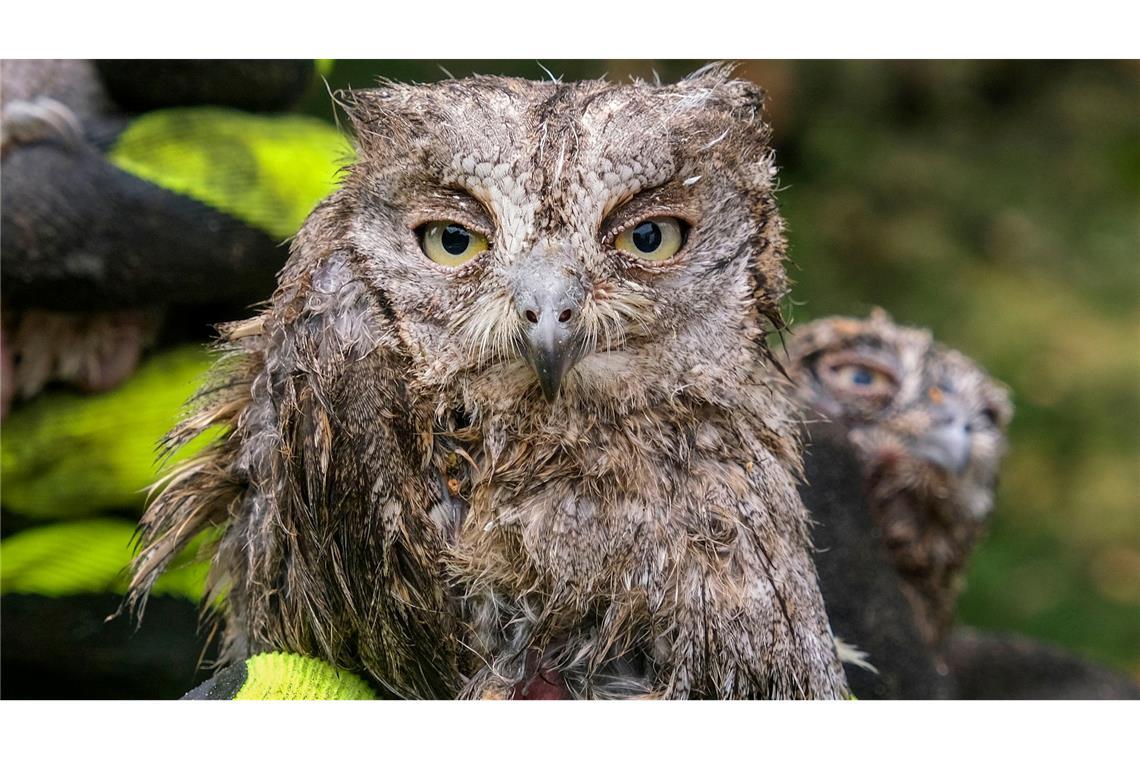 Junge Eulen Gerettet: Nach einem starken Sturm in Montenegros Hauptstadt wurden zahlreiche junge Eulen von einem umgestürzten Baum gerettet.